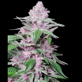 SS1530342 - SENSI SEEDS RESEARCH - PURPLE COOKIES KUSH FEM | 3 SEMI