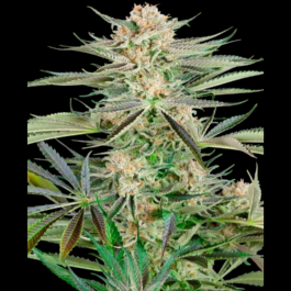 SS1530335 - SENSI SEEDS RESEARCH - SCREWDRIVER OG FEM | 3 SEMI