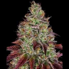SS1530343 - SENSI SEEDS RESEARCH - TEZLA OG FEM | 3 SEMI