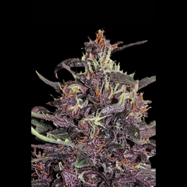 SEX029010 - SEEDSALAD - AUTO PURPLE FEM | 10 SEMI