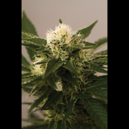 SEX030010 - SEEDSALAD - AUTO SOMANGO FEM | 10 SEMI