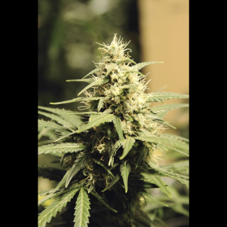 SEX005100 - SEEDSALAD - AUTO SUPER SKUNK FEM | 100 SEMI