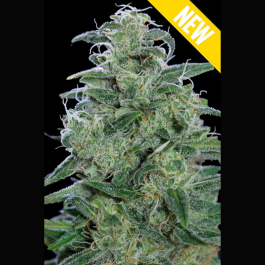 SEX051010 - SEEDSALAD - AUTO WHITE WIDOW XXL FEM | 10 SEMI