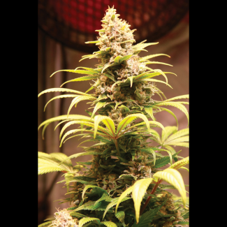 SEX04215PIP - SEEDSALAD - BANANA GELATO XXL FEM (USA STRAIN) | 15+5 SEMI GRATIS
