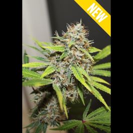 SEX052003 - SEEDSALAD - CARAMEL BUD FEM | 3 SEMI