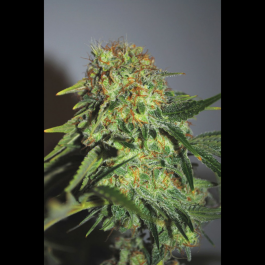 SEX006003 - SEEDSALAD - CHEESE FEM | 3 SEMI