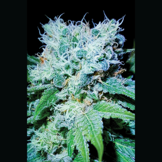 SEX04115PIP - SEEDSALAD - MAZAR SKUNK EXTREME FEM | 15+5 SEMI GRATIS