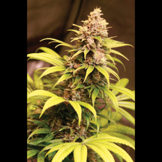 SEX03615PIP - SEEDSALAD - OBAMA GELATO FEM (USA STRAIN) | 15+5 SEMI GRATIS