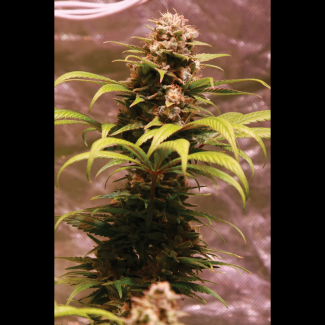 SEX03515PIP - SEEDSALAD - WEDDING FRUIT FEM (USA STRAIN) | 15+5 SEMI GRATIS