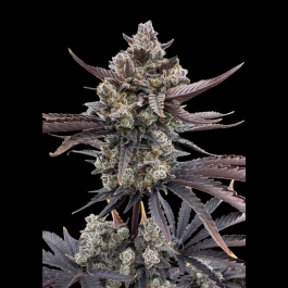 FBS003F9012 - FAST BUDS - BANANA PURPLE PUNCH AUTO RF3 FEM | 3 SEMI