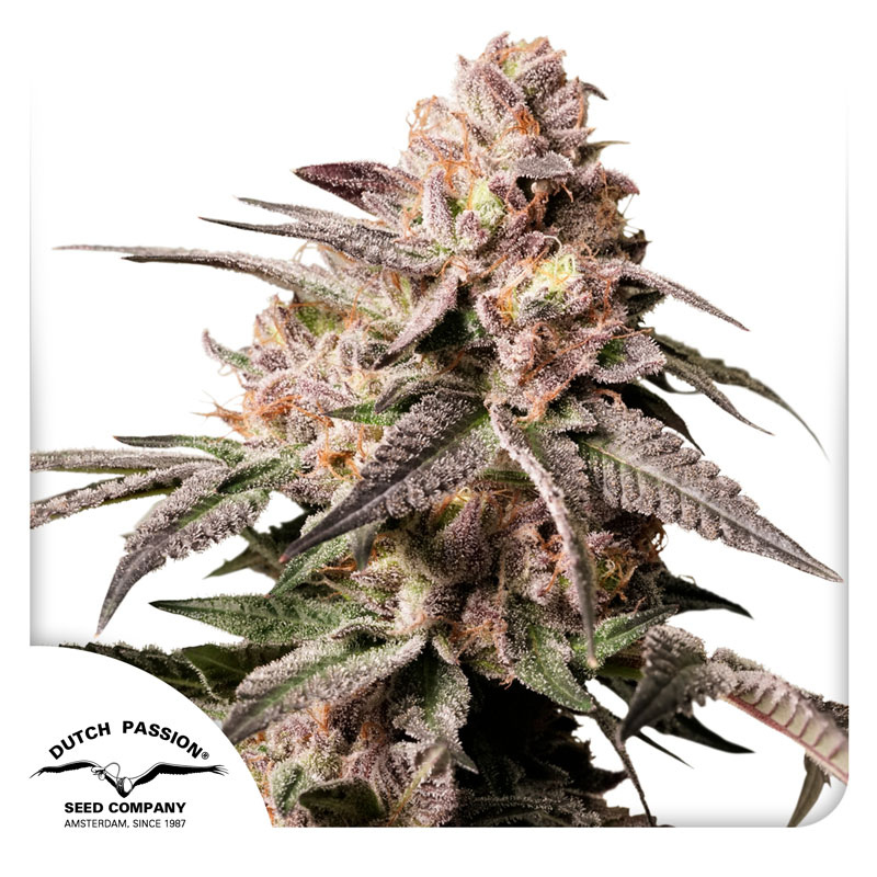 DP15232 - DUTCH PASSION - SLUSH MINT CAKE FEM | 3 SEEDS