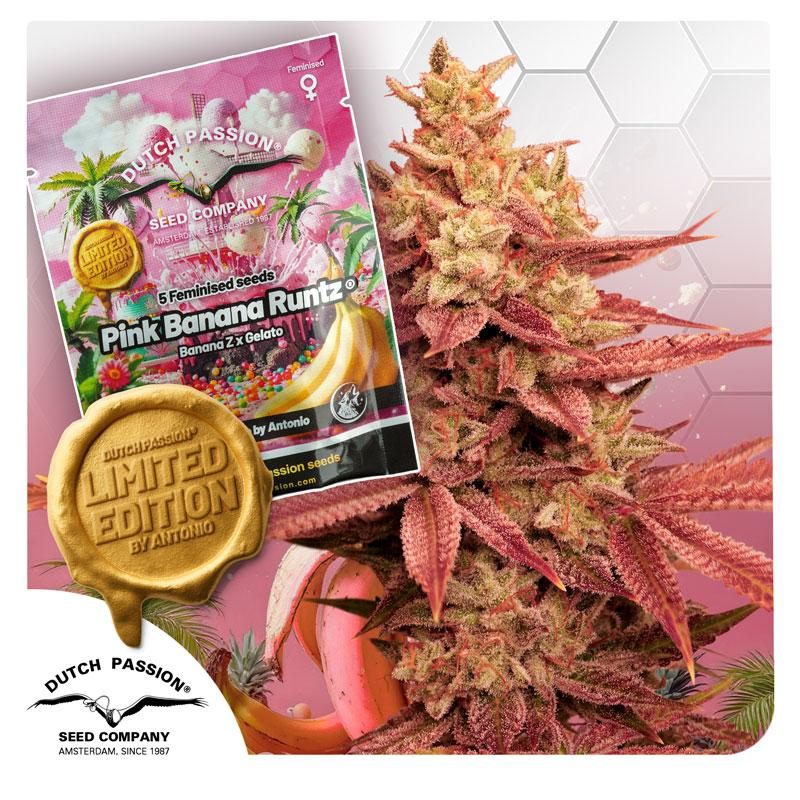DP15352 - DUTCH PASSION - PINK BANANA RUNTZ FEM (LIMITED EDITION) | 5 SEEDS