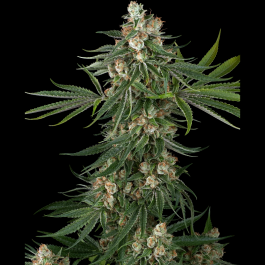 WL1520343 - WHITE LABEL - FALLOUT OG FEM | 3 SEMI