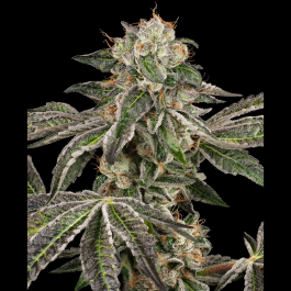 WL1520346 - WHITE LABEL - RUNTZ AUTO FEM | 3 SEMI