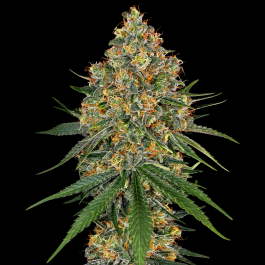 WL1520340 - WHITE LABEL - WHITE CHEESE FEM | 3 SEMI