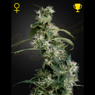 GHAUH25 - GREEN HOUSE SEED CO. - ARJAN'S ULTRA HAZE 2 (MANGO HAZE) FEM | 5 SEMI