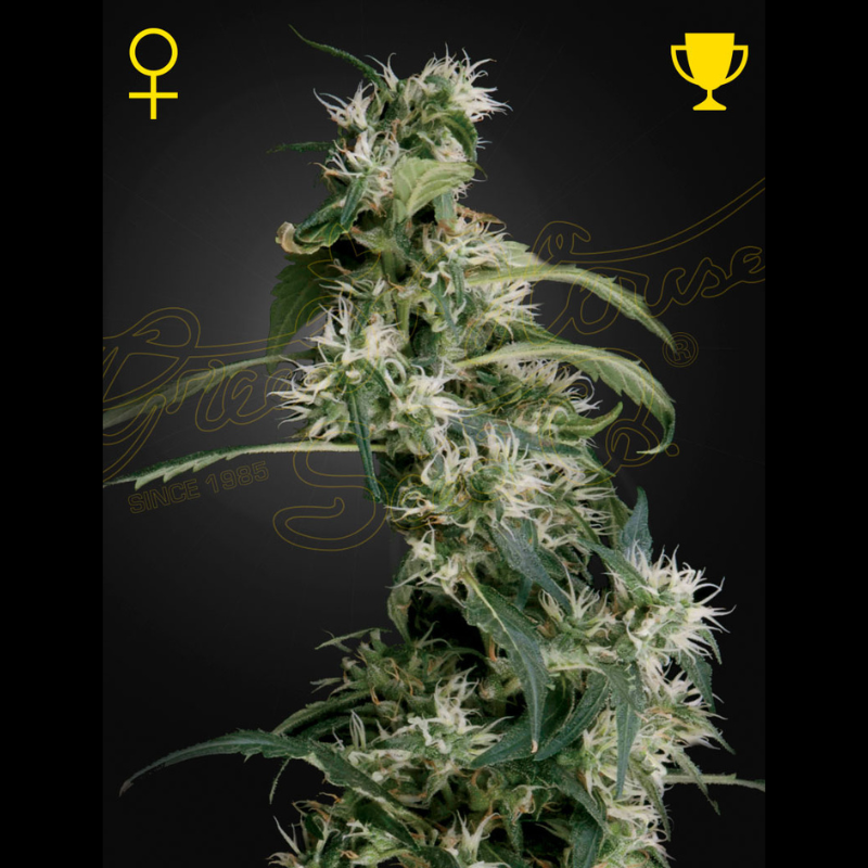 GHAUH25 - GREEN HOUSE SEED CO. - ARJAN'S ULTRA HAZE 2 (MANGO HAZE) FEM | 5 SEMI