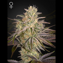 GHSCLW5F - GREEN HOUSE SEED CO. - CLOUD WALKER FEM | 5 SEMI