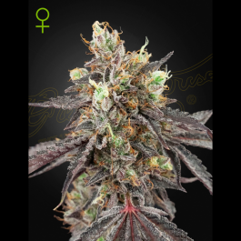 GHG#41XG#41A03 - GREEN HOUSE SEED CO. - GELATO #41 X GELATO #41 AUTOFLOWERING FEM | 3 SEMI