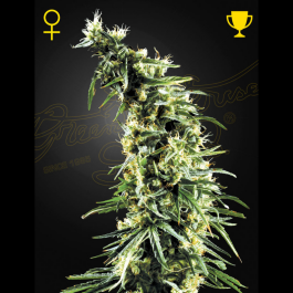 GHHAWS03 - GREEN HOUSE SEED CO. - HAWAIIAN SNOW FEM | 3 SEMI