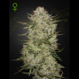 GHHGCLZA03 - GREEN HOUSE SEED CO. - HIGHCLOUDZ AUTO FEM | 3 SEMI