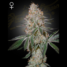 GHHCM01 - GREEN HOUSE SEED CO. - HIGHCLOUDZ FEM | 1 SEME