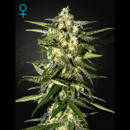GHSCJHAUTOF3 - GREEN HOUSE SEED CO. - JACK HERER AUTO FEM | 3 SEMI