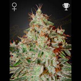 SGF2971 - GREEN HOUSE SEED CO. - LEMON SKUNK FEM | 10 SEMI