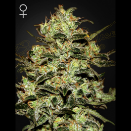 SGF003661 - GREEN HOUSE SEED CO. - MOBY DICK FEM | 3 SEMI
