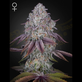 GHPRPM01 - GREEN HOUSE SEED CO. - PERSIAN PIE FEM | 1 SEME
