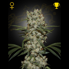 GH8717729823415 - GREEN HOUSE SEED CO. - SUPER LEMON HAZE FEM | 5 SEMI