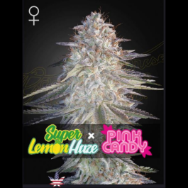GHSSLHPC03F - GREEN HOUSE SEED CO. - SUPER LEMON HAZE X PINK CANDY FEM | 3 SEMI