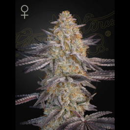 GHSSLRS03F - GREEN HOUSE SEED CO. - SUPER LEMON HAZE X RS11 FEM | 3 SEMI