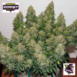 MNKGJFWA0003 - MONKEY GENETICS - JACK FROST WIDOW AUTO FEM | 3 SEMI