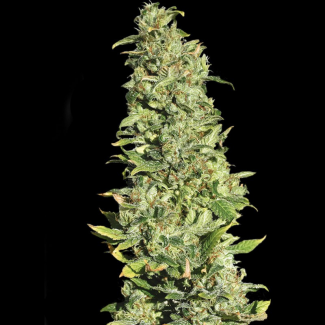 SEVHLF0003 - EVA SEEDS - HIGH LEVEL FEM | 3+1 Free SEMI