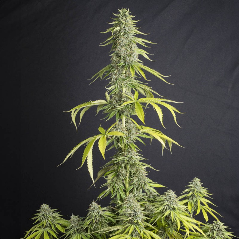 SEVVTF0003 - EVA SEEDS - VIEJO TOBY FEM | 3+1 Free SEMI
