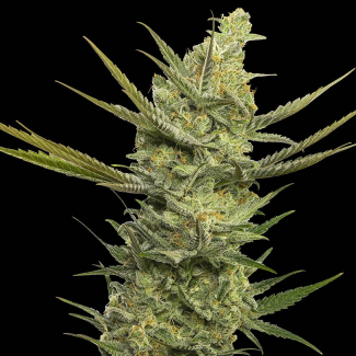 SEVGHF0003 - EVA SEEDS - GIPSY HAZE FEM | 3+1 Free SEMI