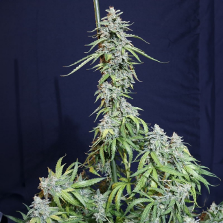 SEVSWAF0003 - EVA SEEDS - SUPER WATERMELON AUTO FEM | 3+1 Free SEMI