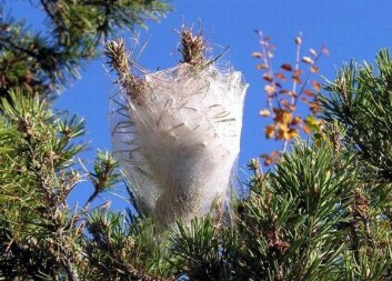 718280156 - PRESTO BIO - FEROMONE PER PROCESSIONARIA DEL PINO