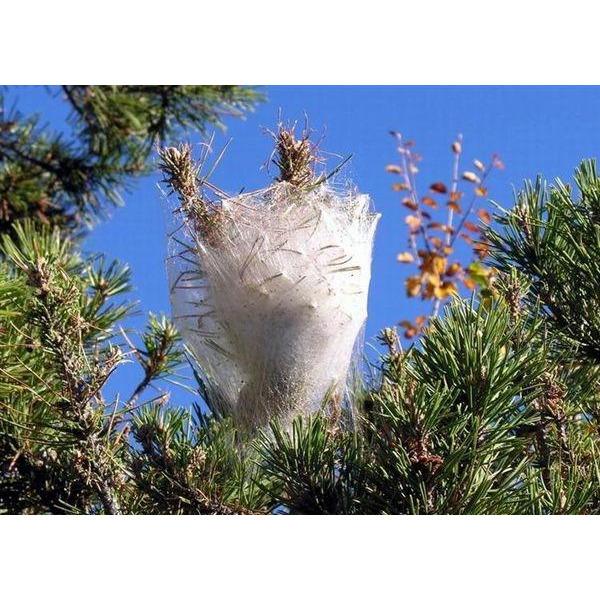 718280156 - PRESTO BIO - FEROMONE PER PROCESSIONARIA DEL PINO