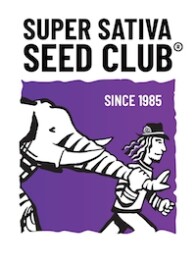 SSSC210502 - SUPER SATIVA SEED CLUB - PURPLE OG PUNCH FEM | 5 SEMI