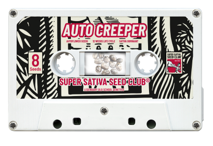 SSSC07081 - SUPER SATIVA SEED CLUB - AUTO CREEPER FEM | 8 SEMI Disponibili fino a fine scorte