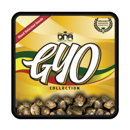 GYOFEM3002 - GROW YOUR OWN - EL FUEGO FEM | 3 SEMI