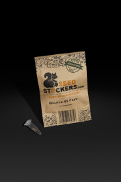 SSTKF0025035 - SEEDSTOCKERS - GELATO 41 FEM | 25 SEMI