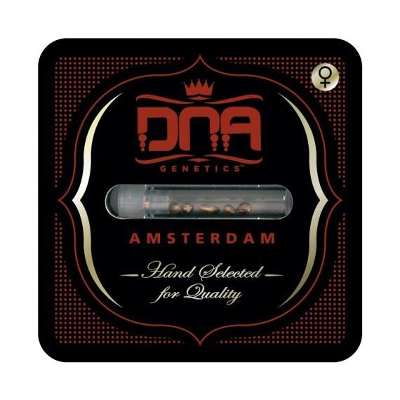 DNAFEM621 - DNA GENETICS - CATARACT CAKE FEM | 6 SEMI
