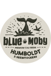 SSTKHF0003059 - SEEDSTOCKERS - BLUE MOBY AUTO FEM (SUPERIOR) | 3 SEMI