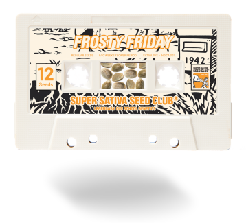 SSSC041201 - SUPER SATIVA SEED CLUB - FROSTY FRIDAY REG | 12 SEMI