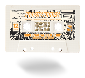 SSSC042401 - SUPER SATIVA SEED CLUB - FROSTY FRIDAY REG | 24 SEMI
