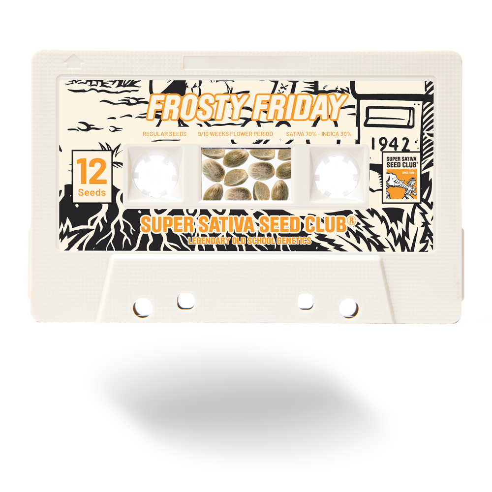 SSSC041201 - SUPER SATIVA SEED CLUB - FROSTY FRIDAY REG | 12 SEMI