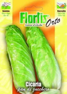 4355125 - FLORTIS | CICORIA PAN DI ZUCCHERO